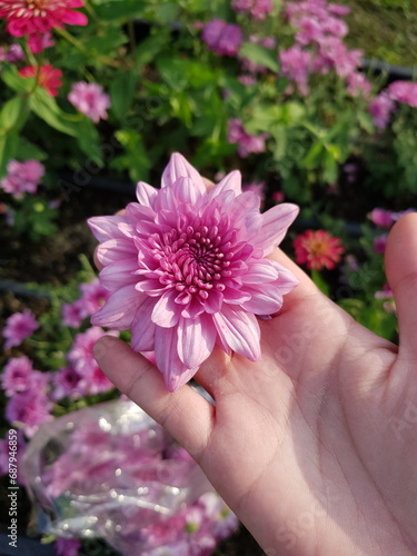hand holding pink flower
