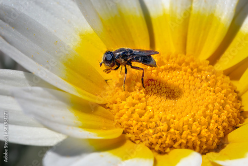 Closeup from a tiny fly eatting pollen from a daisy, in Greece