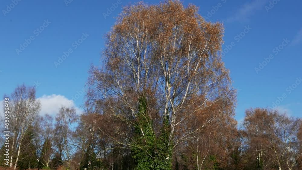 Large Silver Birch tree in winter against a blue sky. England. UK. Large Silver Birch tree in winter against a blue sky. England. UK.