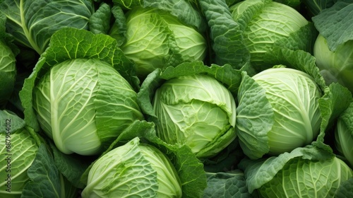 Fresh green cabbage grows in the garden. Large cabbage leaves . Gardening and agriculture. photo