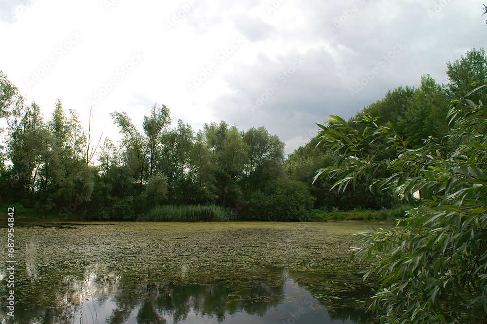 Wide angle view on a tranquil scene of a pond at Durmplassen, Merendree, Belgium with Willow trees, Salix , surrounding