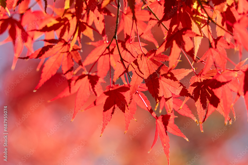 Beautiful maple leaves on the tree in autumn season. Beautiful maple leaves on the tree in autumn season.