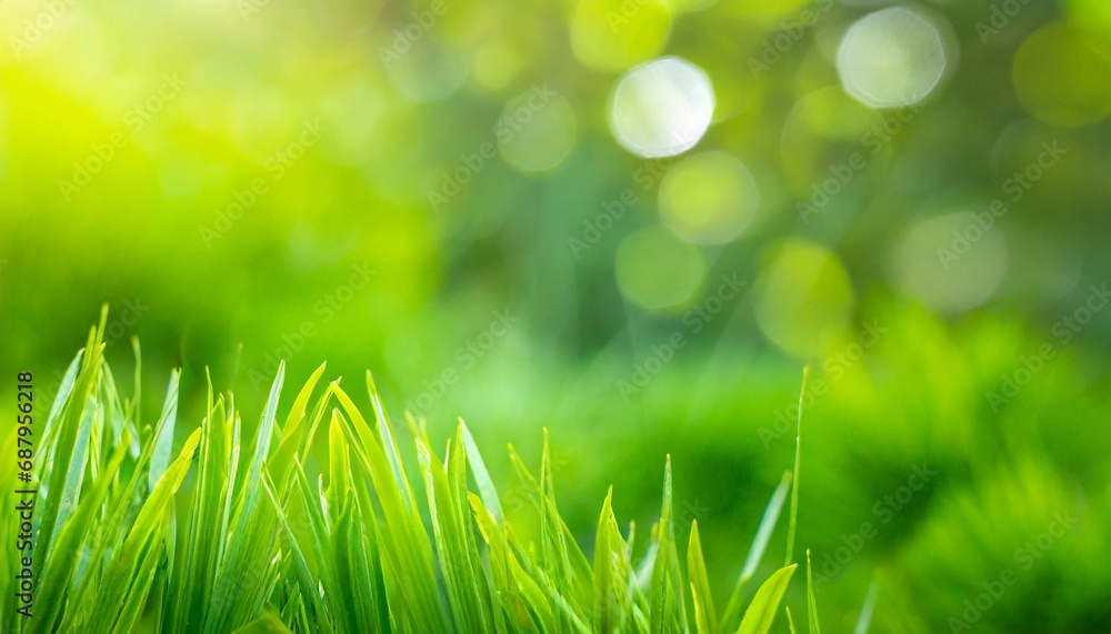 nature green blurred soft green garden in background panoramic nature freshness plants background wallpaper concept