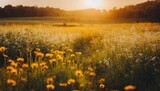 soft focus sunset field landscape of yellow flowers and grass meadow warm during golden hour sunset or sunrise abstract background