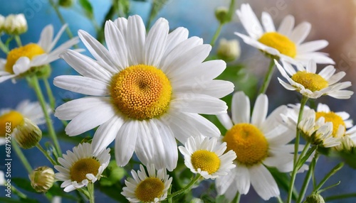 set of white chamomile flower on background daisy flower medical plant chamomile flower head as an element for your design