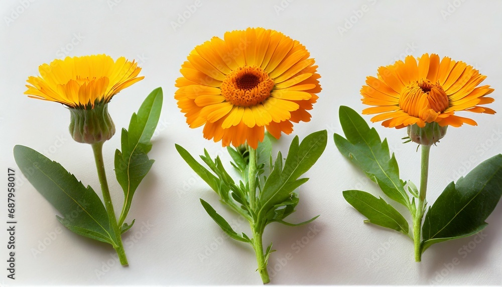 calendula officinalis flower on white or background marigold medicinal plant healing herb set of three calendula flowers with leaves and stem