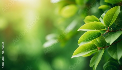 closeup of beautiful nature view green leaf on blurred greenery background in garden with copy space using as background wallpaper page concept