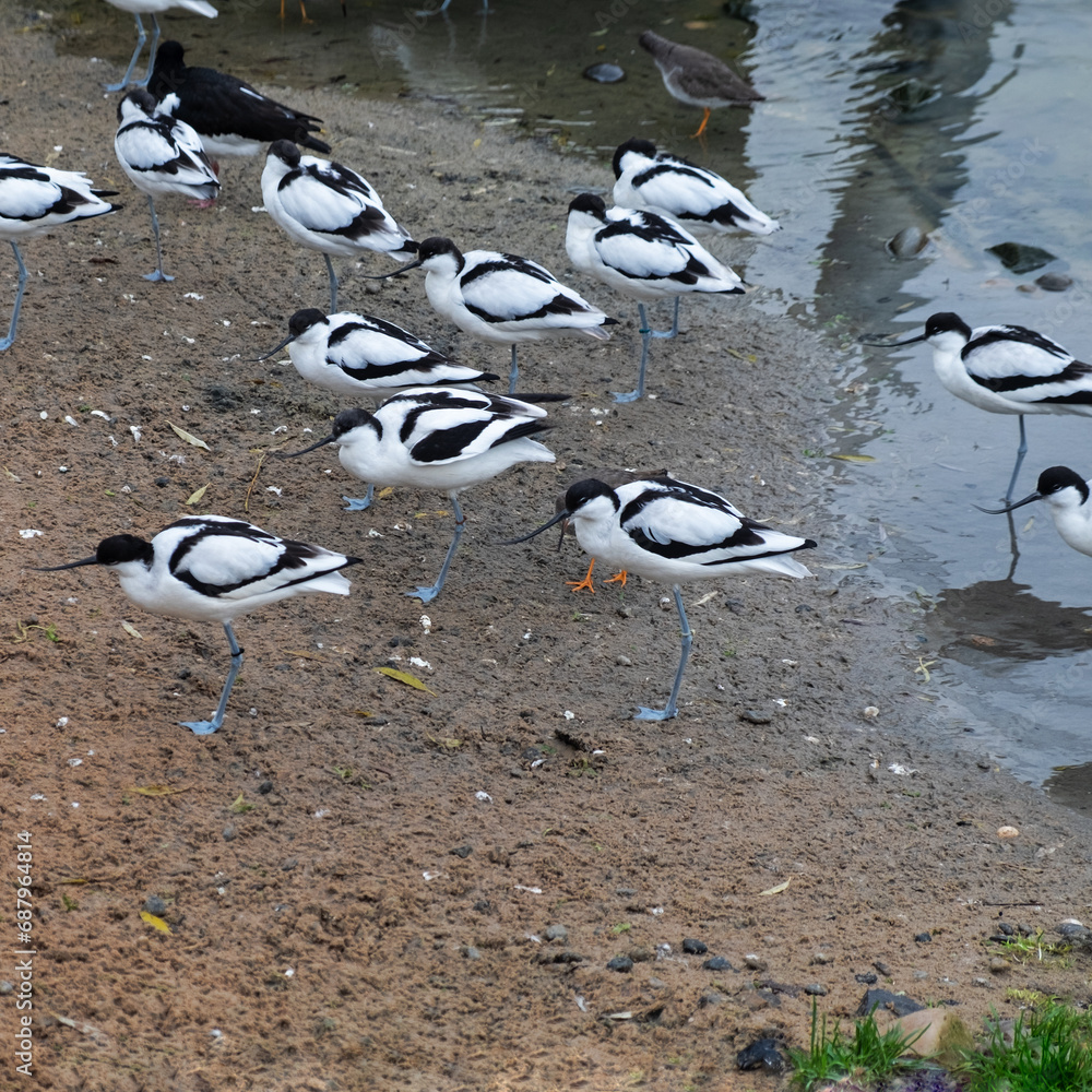 Obraz premium Group of distinctive long legged Avocet wading birds ( Recurvirostra avosetta ) with their upturned bills and striking black and white plumage at Slimbridge UK