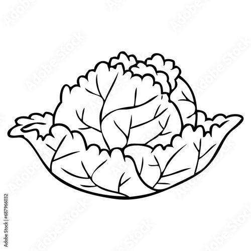 cabbage line vector illustration