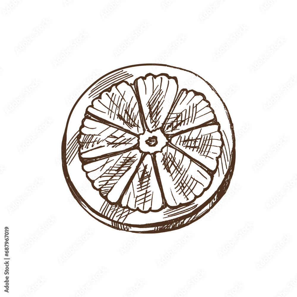 Hand-drawn sketch of piece of citrus. Vector food drawing. Lemon half. Сitrus. Orange, lime,.grapefruit. Great for poster, menu or label. Traditional Christmas. Vintage cozy seasonal holidays. Hand-drawn sketch of piece of citrus. Vector food drawing. Lemon half. Сitrus. Orange, lime,.grapefruit. Great for poster, menu or label. Traditional Christmas. Vintage cozy seasonal holidays.