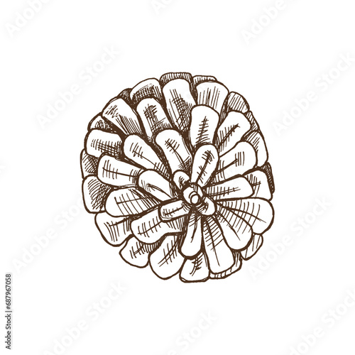 Hand-drawn sketch of pine cone isolated on white  close up of decoration for christmas. Vector vintage drawing. Traditional Christmas  cozy seasonal holidays. Object for christmas card  packaging.