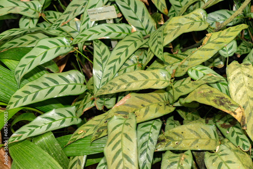 Calathea Bachemiana plant in Saint Gallen in Switzerland photo