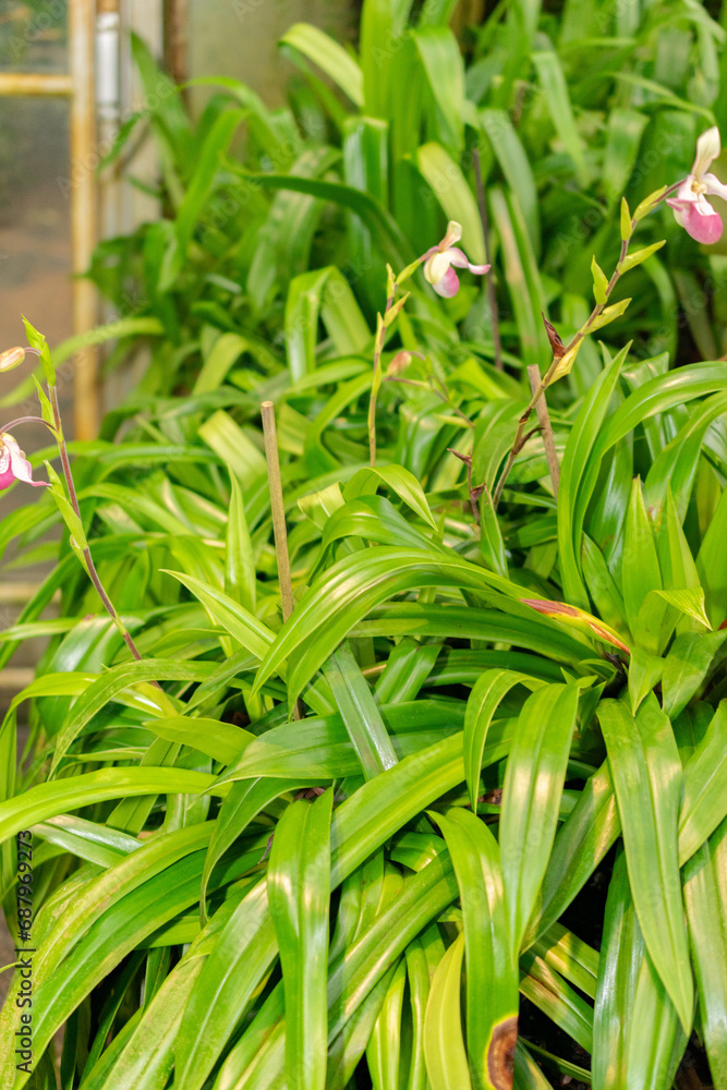 Obraz premium Phragmipedium X Sedenii plant in Saint Gallen in Switzerland