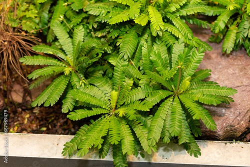 Little tree plant or Biophytum Sensitivum in Saint Gallen in Switzerland