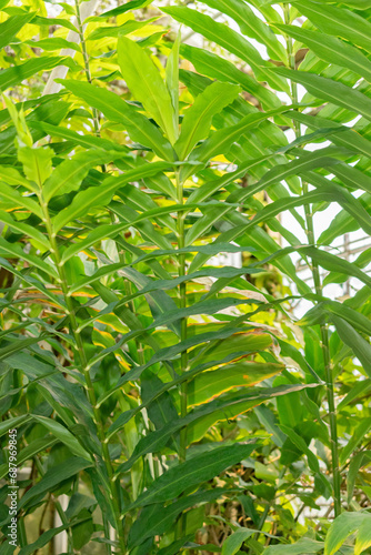 Zingiber Spectabile plant in Saint Gallen in Switzerland © Robert