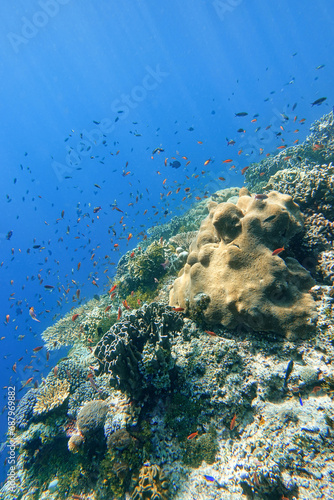 Fototapeta Naklejka Na Ścianę i Meble -  Indonesia Alor Island - Ternate - Marine life Coral reef with tropical fish