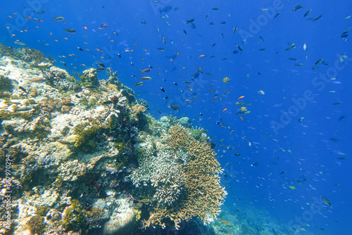 Fototapeta Naklejka Na Ścianę i Meble -  Indonesia Alor Island - Marine life Coral reef with tropical fish