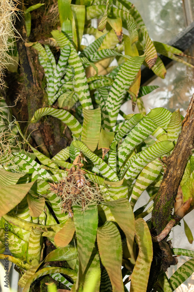 Amazonian zebra plant or Aechmea Chantinii in Saint Gallen in Switzerland Amazonian zebra plant or Aechmea Chantinii in Saint Gallen in Switzerland