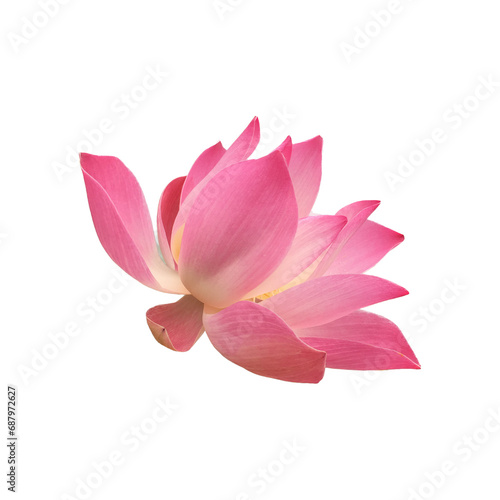Pink lotus flower on a transparent background