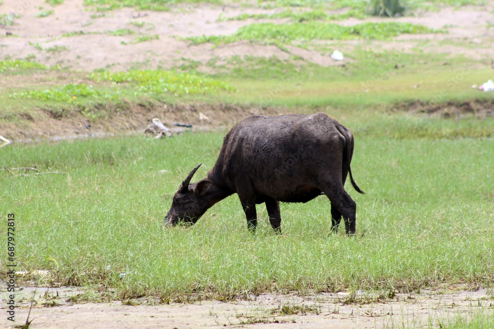 A muddy swamp buffalo grazing in the meadow. Agricultural scene in a rural area. A muddy swamp buffalo grazing in the meadow. Agricultural scene in a rural area.