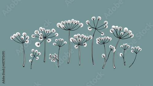 Vector card with hand drawn graceful dill umbels. Beautiful ink drawing, vintage style, botanical illustration.