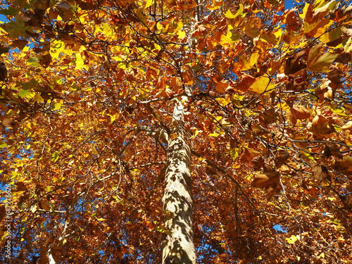 Árbol en otoño con hojas amarillas apaisado photo