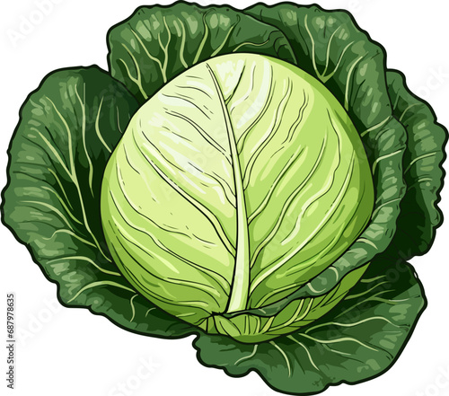 Cabbage clipart design illustration