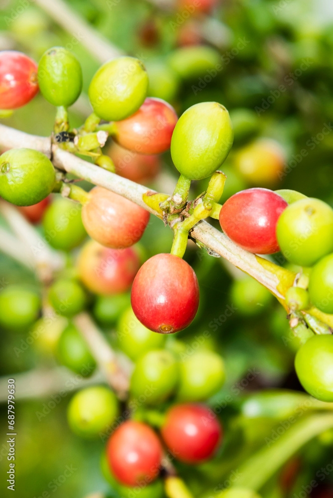 Close-up of coffee beans in the plantation of Yunlin, Taiwan. Close-up of coffee beans in the plantation of Yunlin, Taiwan.