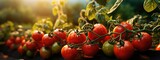 Red ripe tomatoes hanging on a branch in organic farm. Generative AI