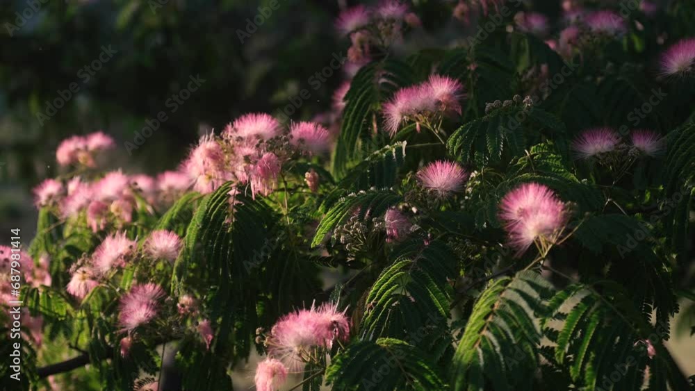 ARBRE DE SOIE OU ACACIA DE CONSTANTINOPLE, fleurs roses en gros plan, feuilles vertes très fines, panoramique de gauche à droite ARBRE DE SOIE OU ACACIA DE CONSTANTINOPLE, fleurs roses en gros plan, feuilles vertes très fines, panoramique de gauche à droite