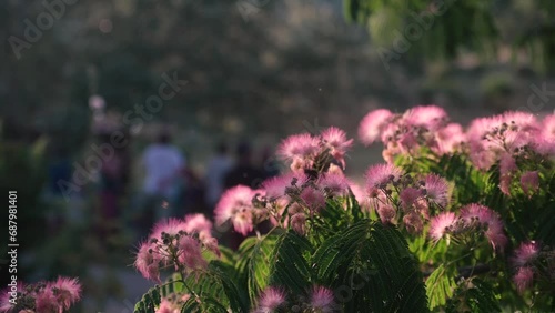 ARBRE DE SOIE OU ACACIA DE CONSTANTINOPLE, fleurs roses en gros plan, feuilles vertes très fines, panoramique de droite à gauche, avec une foule de gens en arrière-plan photo