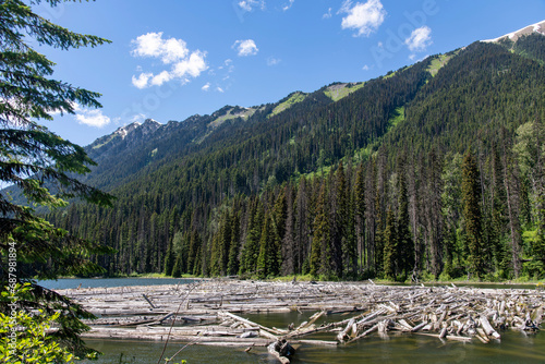 View of many trees or driftwood floating in the water of Duffey Lake, BC, Canada in Duffey Lake Provincial Park along Highway 99 with pine forest on mountains against a blue sky photo