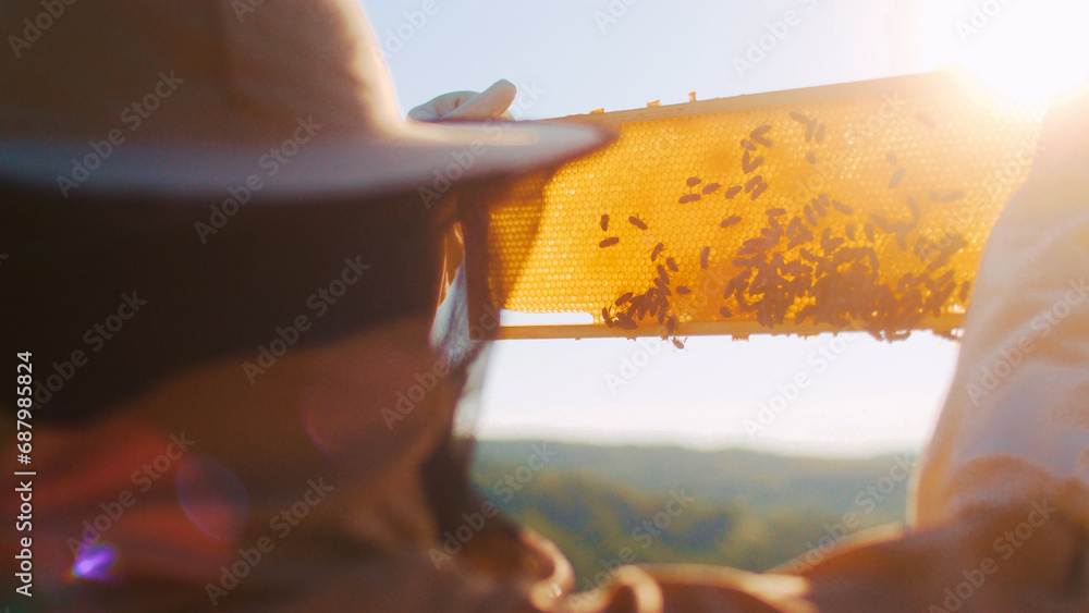 Beekeeper is taking out honeycomb on wooden frame to extract honey from bee hives, harvest. Healthy organic farm honey.Beekeeper checking honeycomb frame with bees in his apiary. - obrazy, fototapety, plakaty 