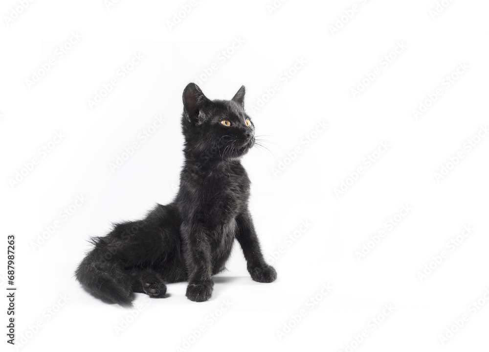 black cat sits waddle on a white background