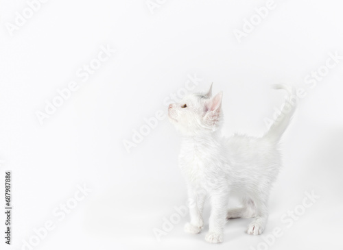 white little playful kitten on a light background