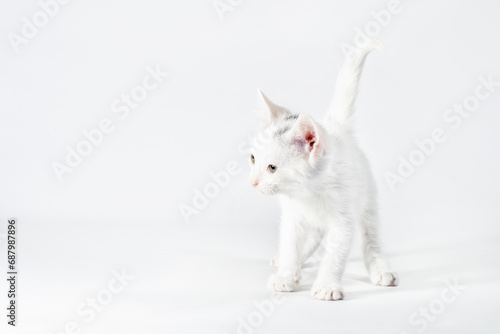 white little playful kitten on a light background