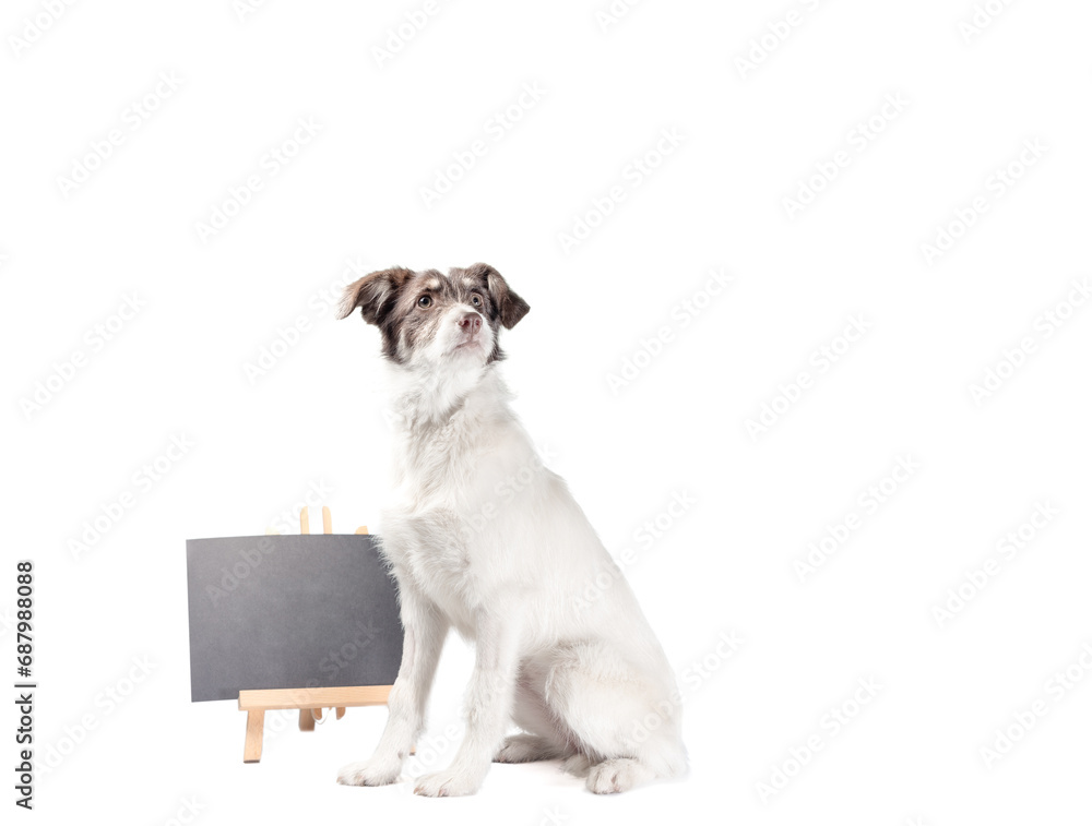 white and brown dog lies near blank chalk board