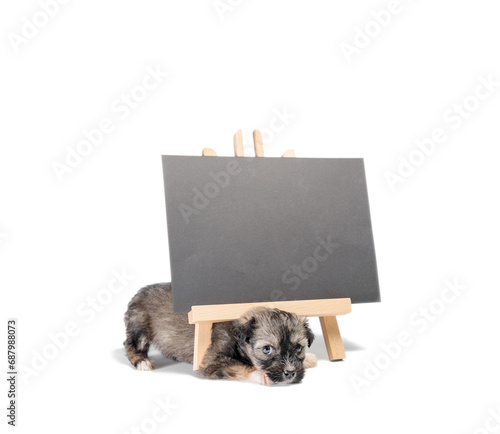 pinto puppy next to a chalk board with an inscription  adopt me photo