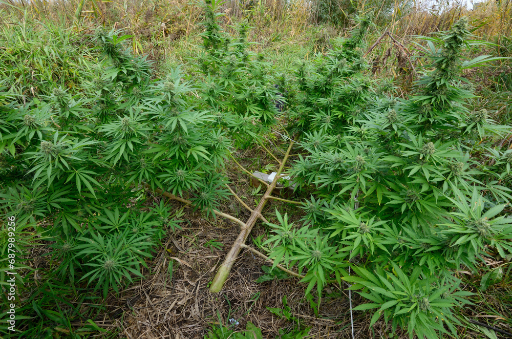 Cannabis growing in a field, low stress training technique: bending trunk of a plant and branches down using wooden pegs and ropes Cannabis growing in a field, low stress training technique: bending trunk of a plant and branches down using wooden pegs and ropes