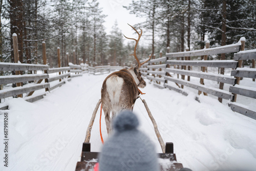 View from behind a reindeer pulling a sled through a snowy fenced path, with a child's perspective from the sled photo