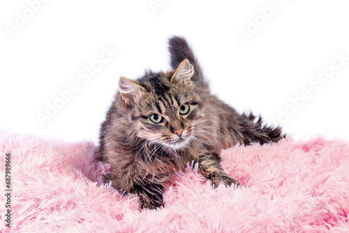 fluffy cat lying in pink artificial fur on a white background © Sofiia