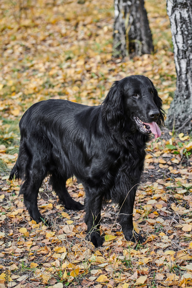 Portrait of black flat-coated retriever walking and playing in the autumn park, purebred dog against the backdrop of urban nature