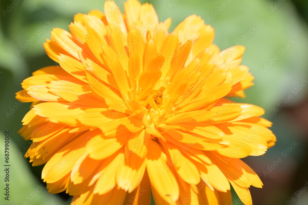 Makroaufnahme von einer Ringelblume im Garten Makroaufnahme von einer Ringelblume im Garten