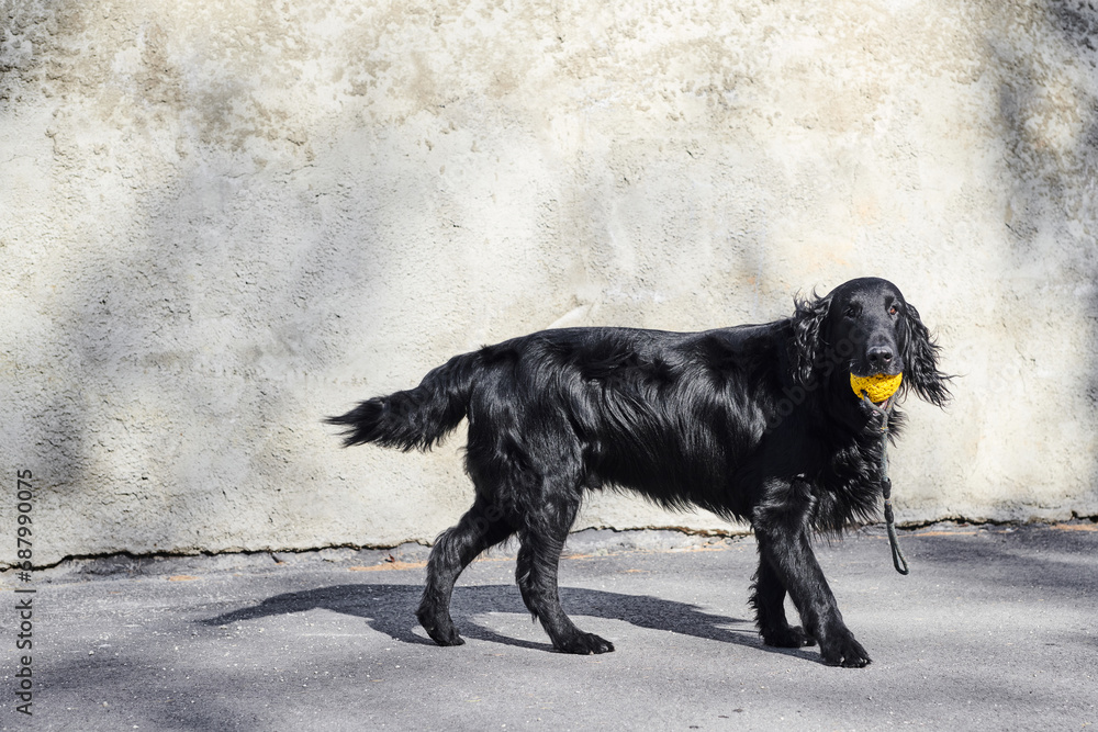 Portrait of black flat-coated retriever walking and playing on the asphalt street, purebred dog against the backdrop of urban Portrait of black flat-coated retriever walking and playing on the asphalt street, purebred dog against the backdrop of urban
