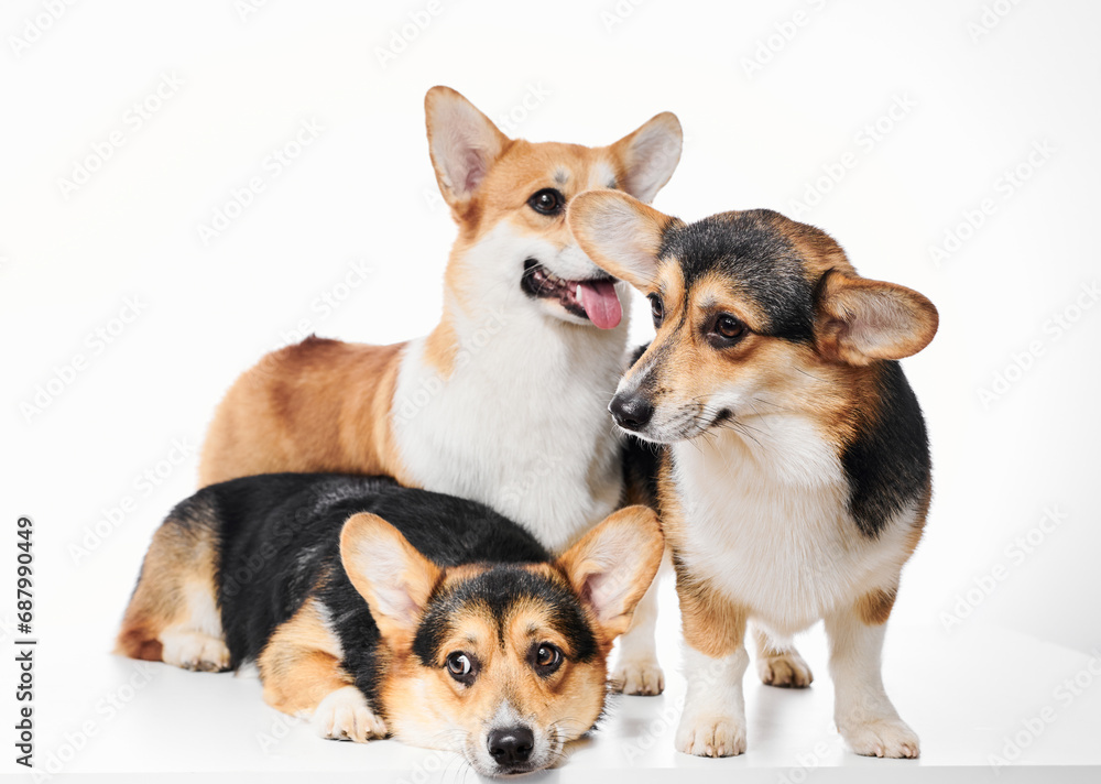 Pembroke Welsh Corgi portrait isolated on white studio background with copy space, family of three purebred dogs Pembroke Welsh Corgi portrait isolated on white studio background with copy space, family of three purebred dogs