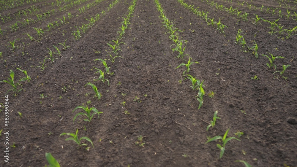 agriculture corn. green sprouts of corn in fertile black soil. agriculture business a farm concept. beautiful field of corn general plan lifestyle nature natural healthy food agriculture corn. green sprouts of corn in fertile black soil. agriculture business a farm concept. beautiful field of corn general plan lifestyle nature natural healthy food