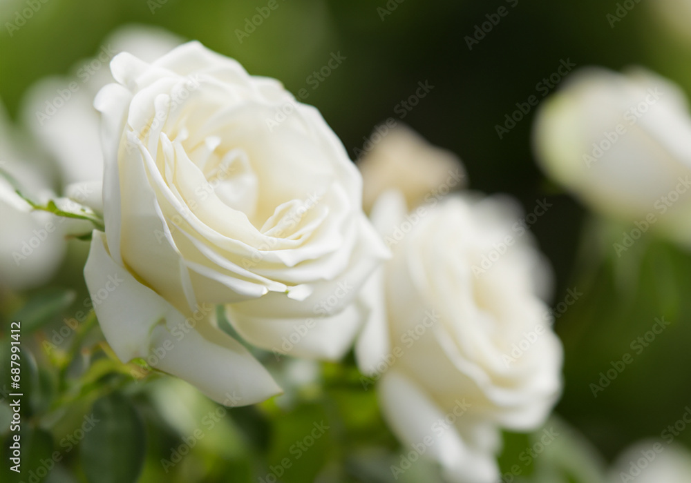 Close up white rose Close up white rose