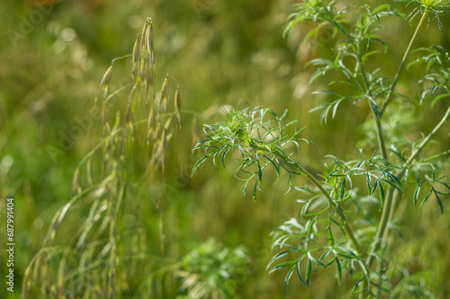 vegetazione spontanea