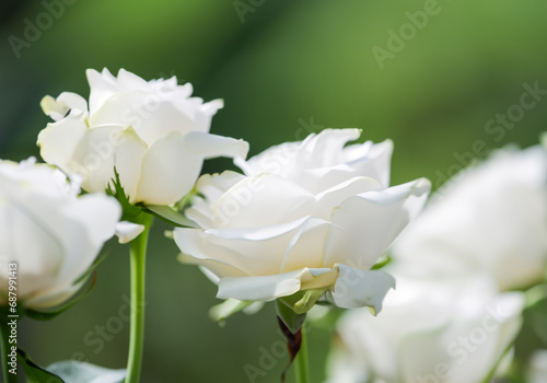 Close up white rose