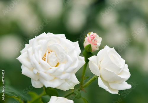 Close up white rose